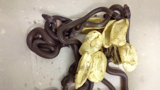 SnakeEggs.JPG