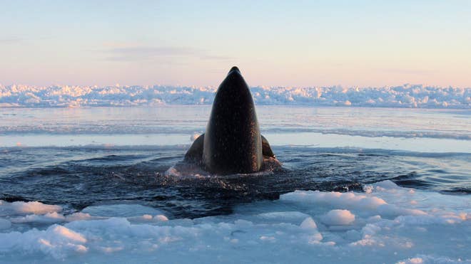 TraoppedWhales.JPG