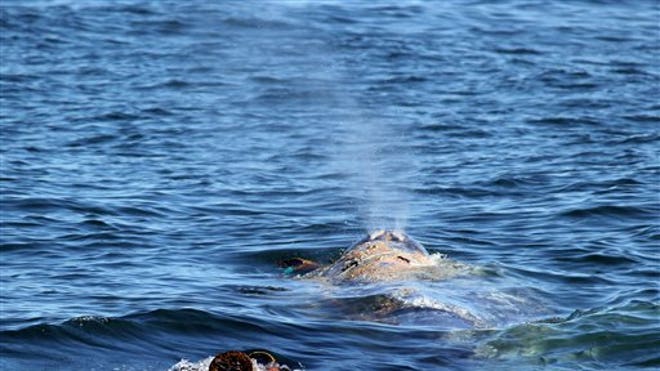 WhaleRescue.jpg