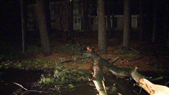 WinterStormsTree.jpg