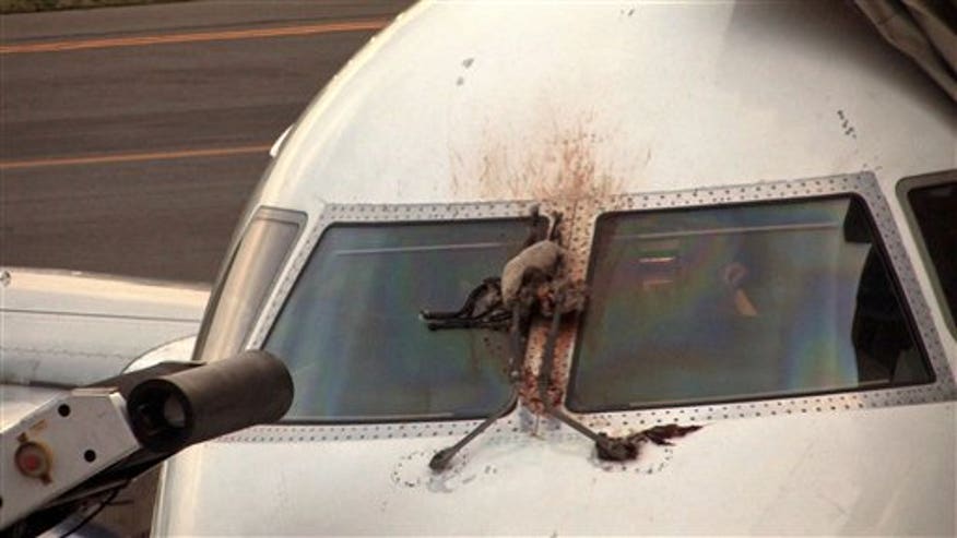 GooseHitsWindowAP.jpg