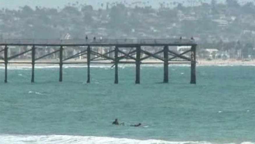 SurferSharkBite.jpg