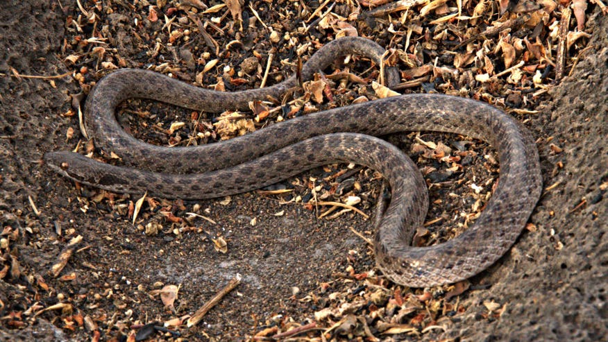 mexicosnake.jpg