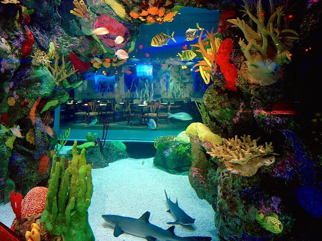 Amazing underwater restaurants and bars around the world Fox News