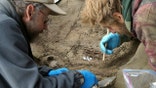 Remains of infants dating from Ice Age uncovered in Alaska