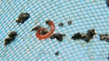 Oklahoma town tries to rid water supply of red worms