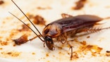 Is cockroach milk the next big superfood?