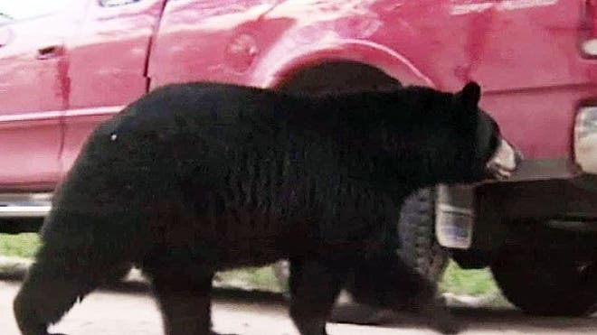 Suburban bear sightings are up nationwide -- Serrie