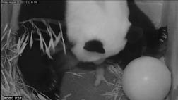 >A panda at Washington's National Zoo that has been tending to her squealing newborn cub also gave birth to a stillborn cub Saturday that wasn't fully formed and was never alive outside the womb, a zoo official said.