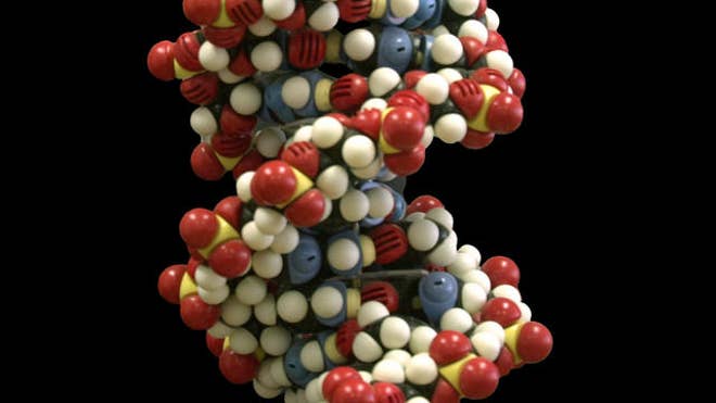 Biological computer created with human DNA DNA%20beads