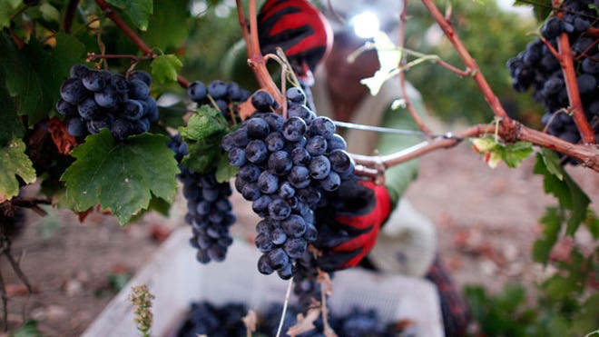 Grape Harvesting at Vineyard