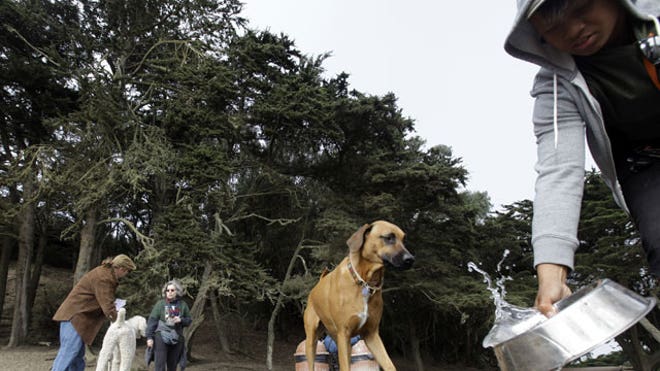 San-Fran-Dogs