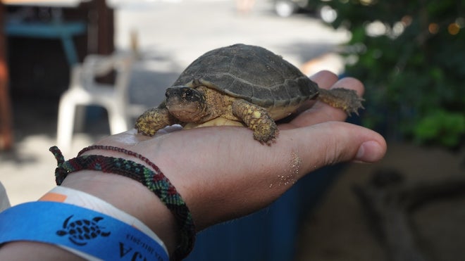TortugranjaIslaMujeres_sixmontholdturtle_EvelynKanterPhotographer.jpg