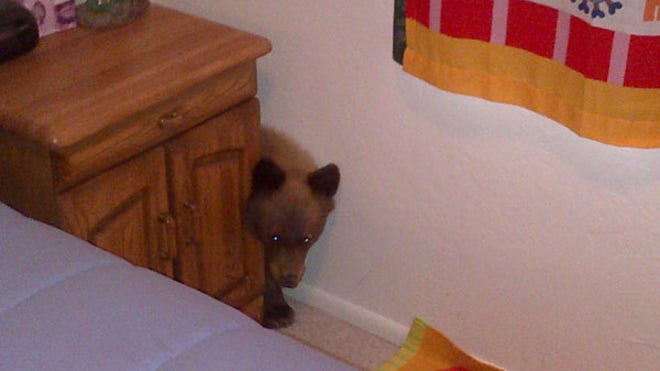 bearcubhiding.JPG