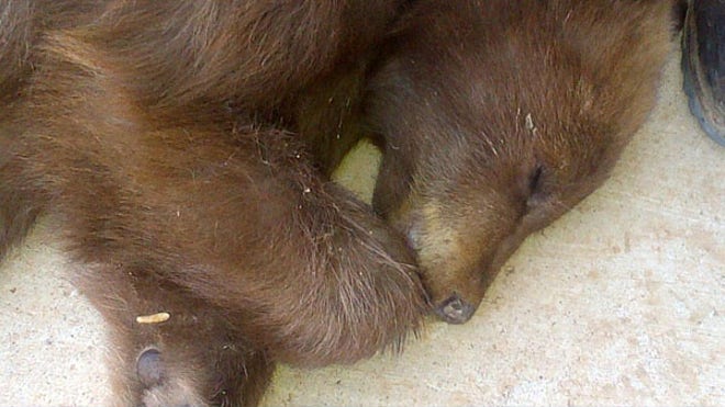 bearcubsleeps.JPG