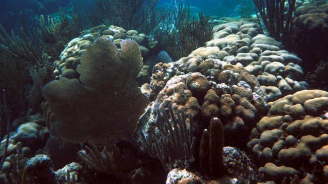 coralreef.jpg