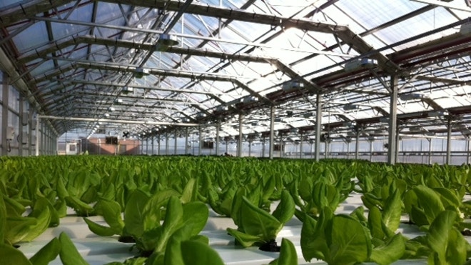 green_farming_rooftop.JPG