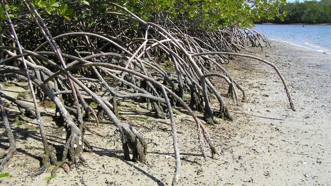 mangrove.jpg