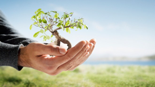 Sapling