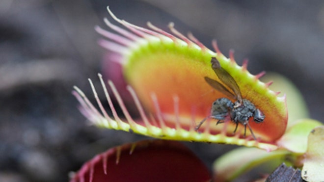 venusflytrap.jpg