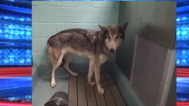 wolf dog