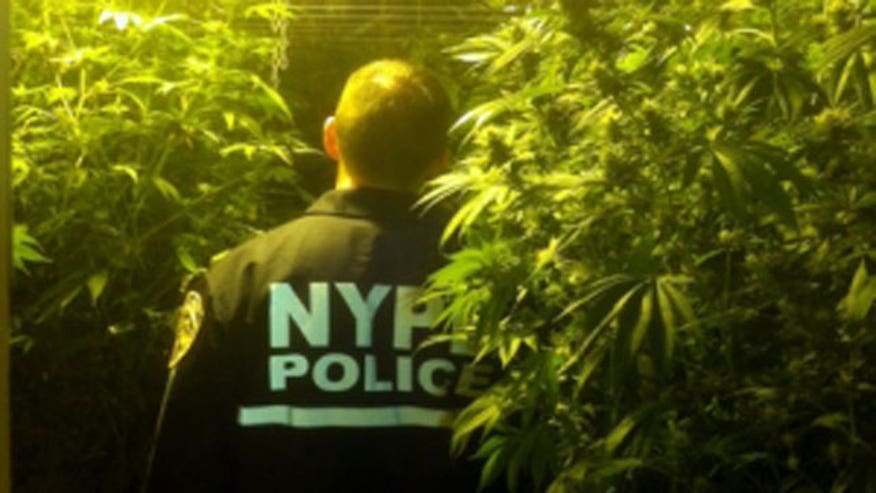 NYPD pot bust