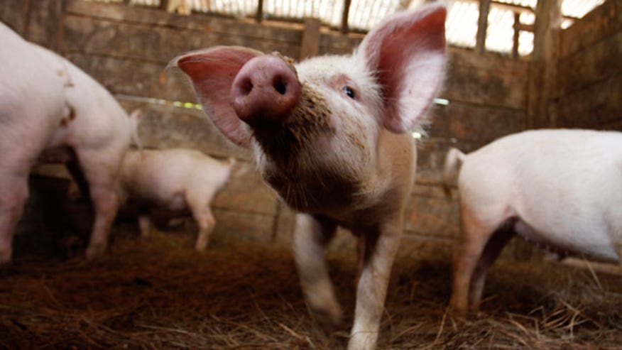 Small Pigs in a Pen