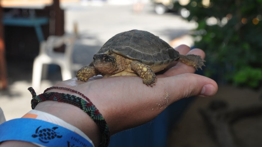  - TortugranjaIslaMujeres_sixmontholdturtle_EvelynKanterPhotographer