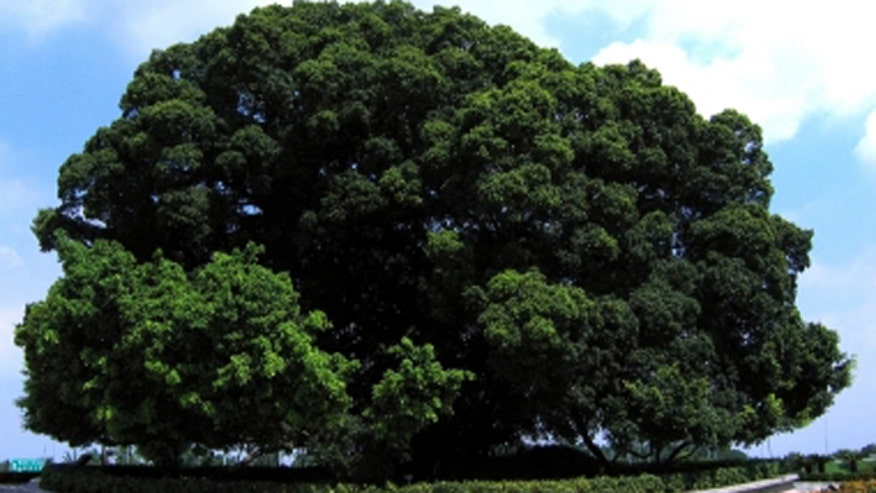 banyan.jpg