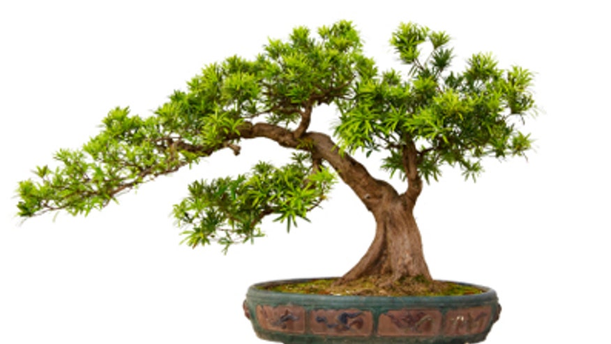 Bonsai Tree
