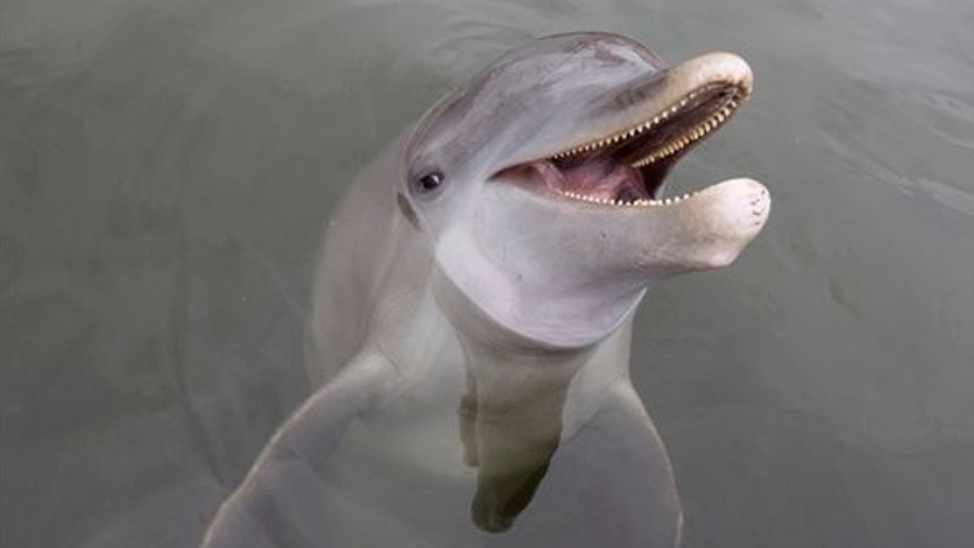 bottlenosedolphinap.jpg