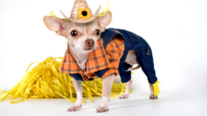 chihuahua