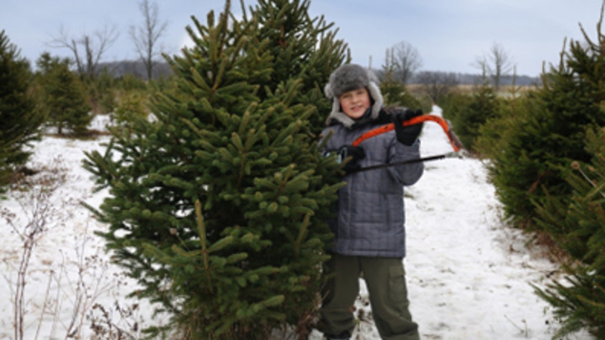 Christmas Tree Farm