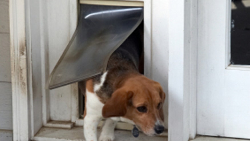 Dog Door