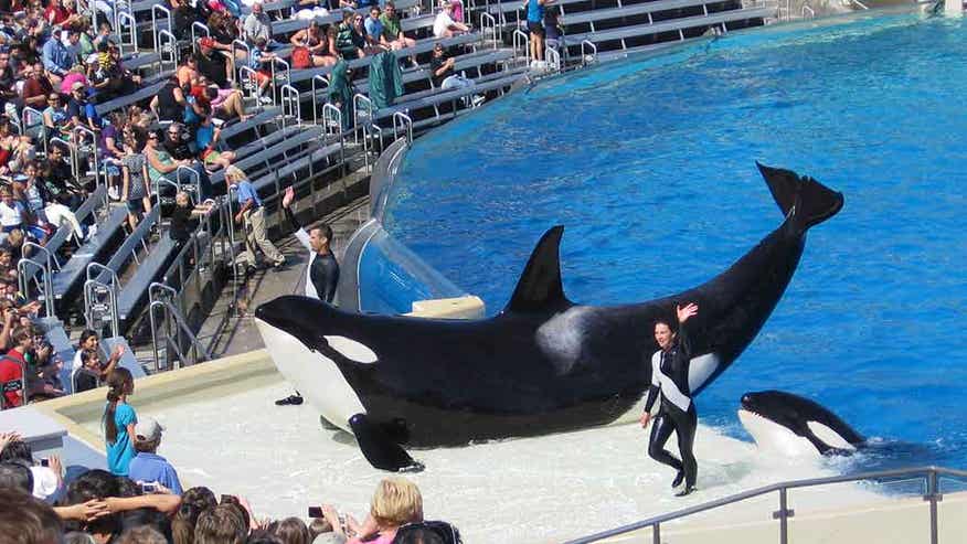 More woes for SeaWorld