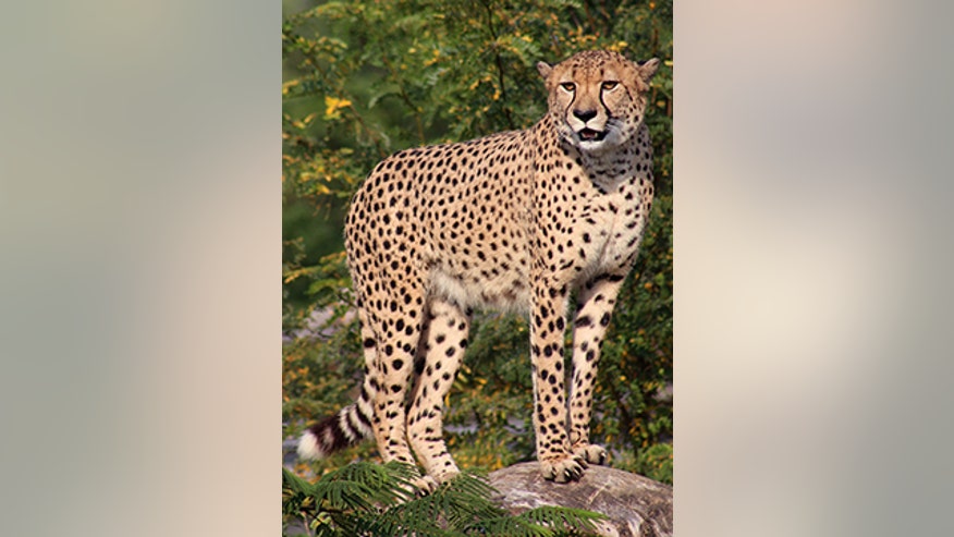 indy-zoo-cheetah-pounce360.jpg