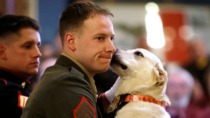 marinedog12.jpg
