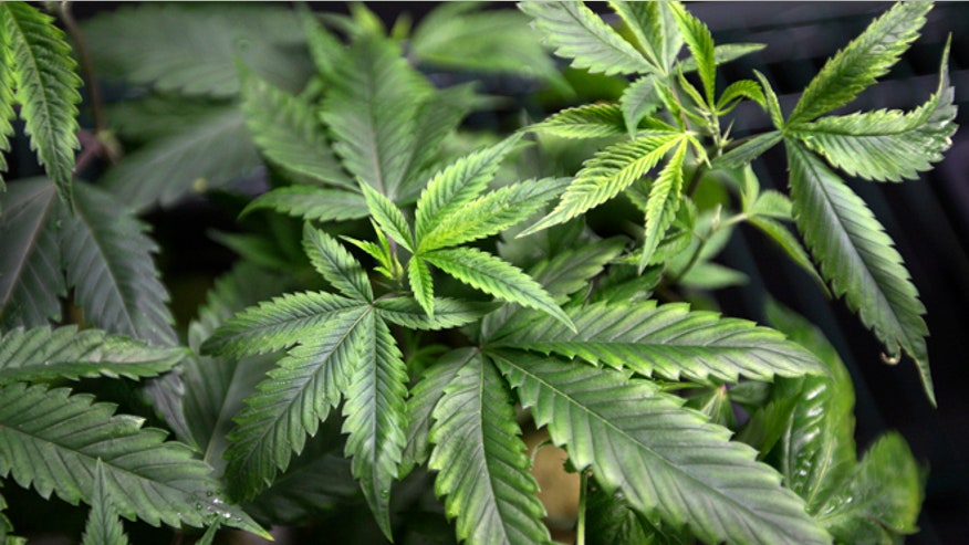 medical-marijuana-cropped-internal.jpg