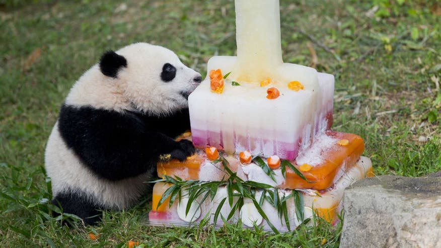 birthday panda