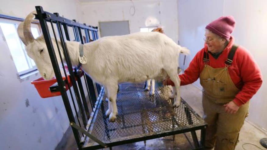Goat Farmers Producers Handle Increased American Demand For Unusual