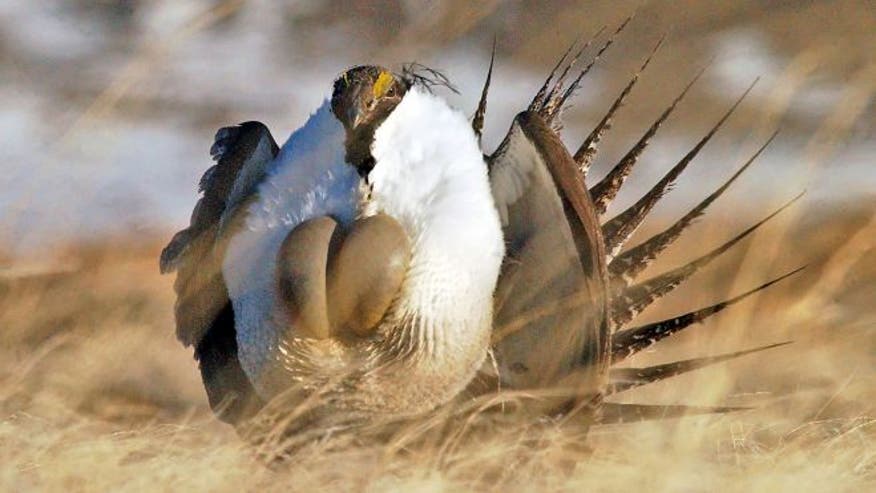 sagegrouse12.jpg