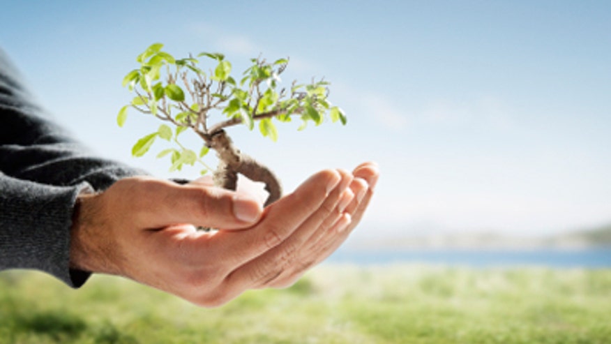 Sapling