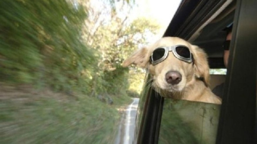 travel_pets.jpg
