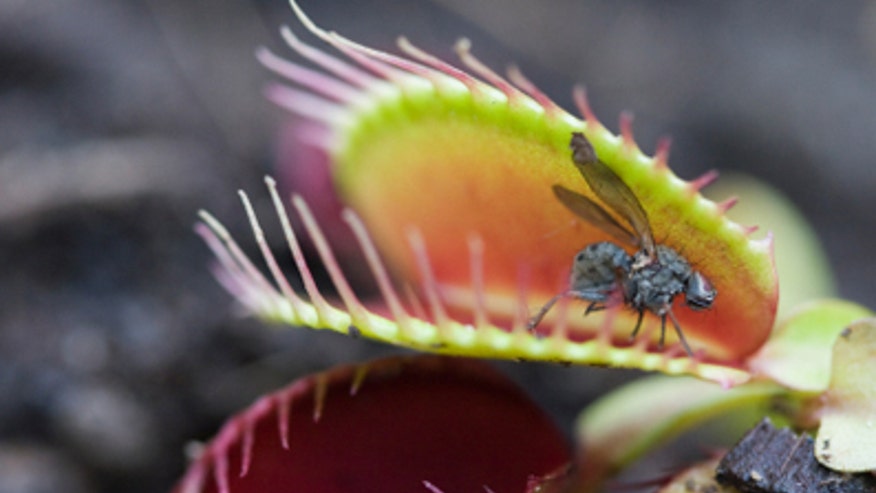 venusflytrap.jpg
