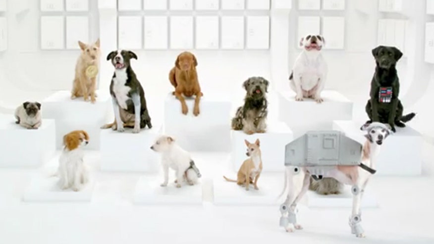 VW Dogs