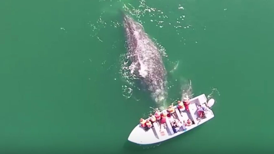 Tourists get whale of a shock