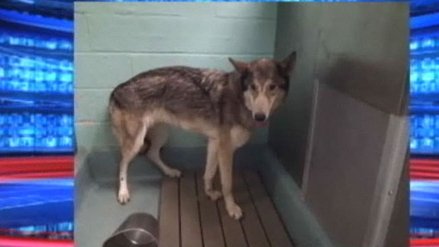 wolf dog