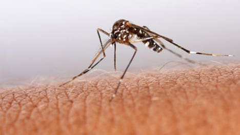 Scientists have infected mosquitos with a bacteria known as Wolbachia, which sabotages malaria-causing parasites in the bugs, limiting their ability to spread malaria to humans