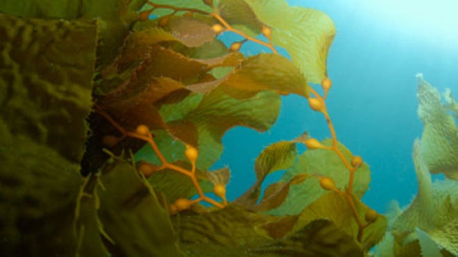 0_21_seaweed_kelp_450.jpg