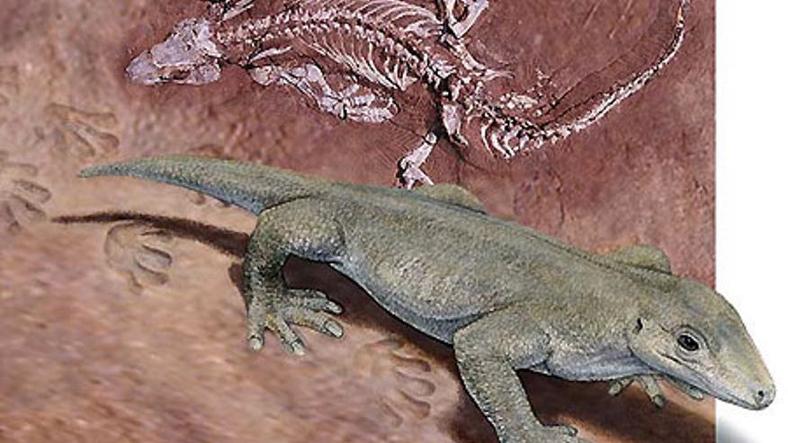 0_21_070912_paleo_prints.jpg